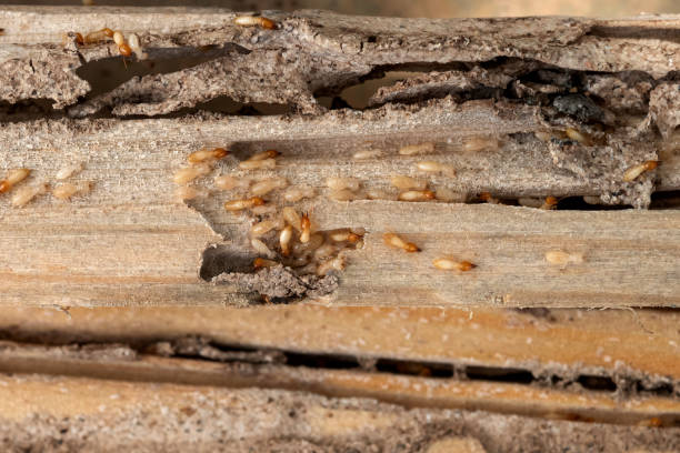Pest Control for Restaurants in Tarentum, PA